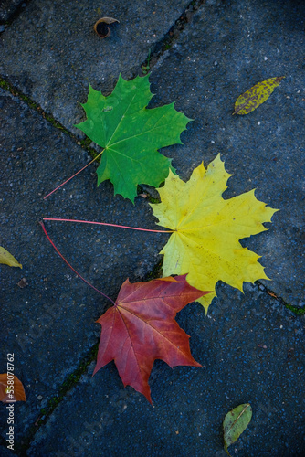Three autumn colors