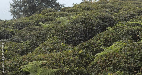 Tea garden green background. Nature.