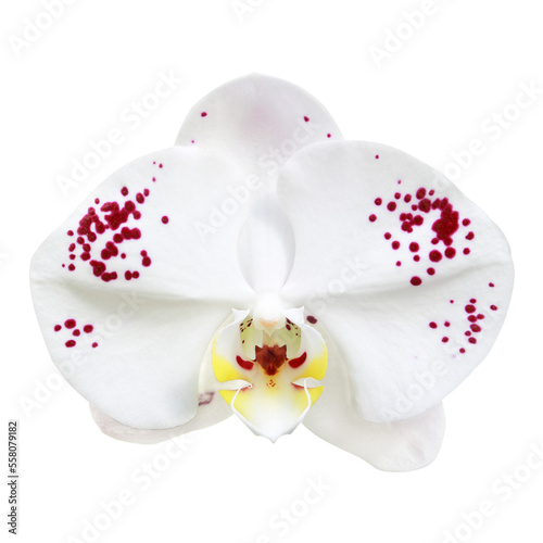 white orchid flower isolated on white background.
