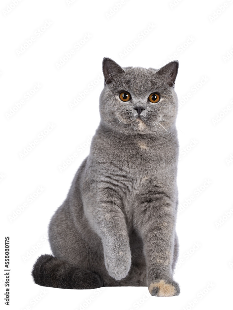 Impressive blue tortie British Shorthair cat, sitting facing front with one paw playful in air. Looking towards camera with amazing orange eyes. Isolated cutout on transparent background.