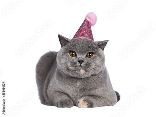 Impressive blue tortie British Shorthair cat, laying down facing front wearing pink party hat. Looking towards camera with amazing orange eyes. Isolated cutout on transparent background.