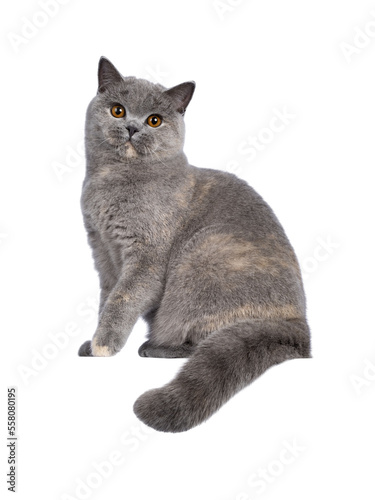 Impressive blue tortie British Shorthair cat  sitting side ways on edge. Looking towards camera with amazing orange eyes. Isolated cutout on transparent background.. Tail hanging down from edge.