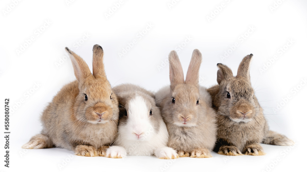 Obraz premium Portrait of group bunny rabbit easter animal isolated on white background.