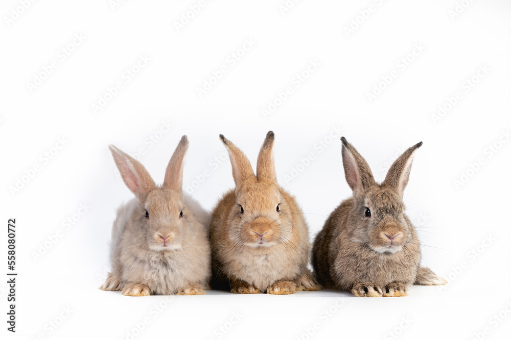 Fototapeta premium Portrait of group bunny rabbit easter animal isolated on white background.