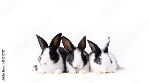 Portrait of group bunny rabbit easter animal isolated on white background.