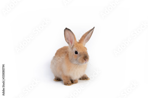 Portrait of bunny rabbit sitting isolated on white background.