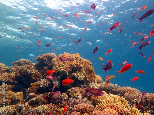 Red Sea fish and coral reef