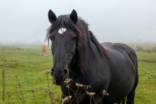 portrait of a horse © taddor