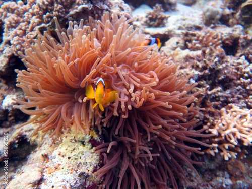 Red Sea colorful Clown fish © Ayman