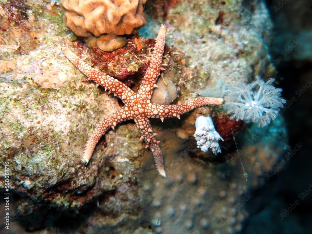 Starfish of the red sea Starfish of the red sea