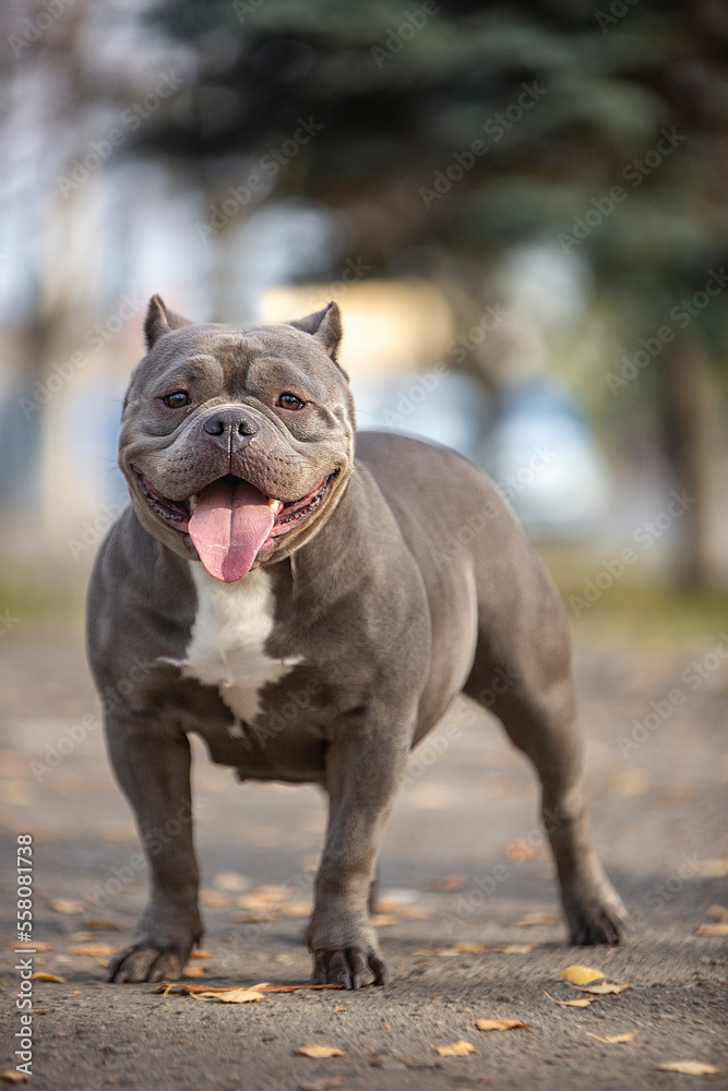 american staffordshire terrier