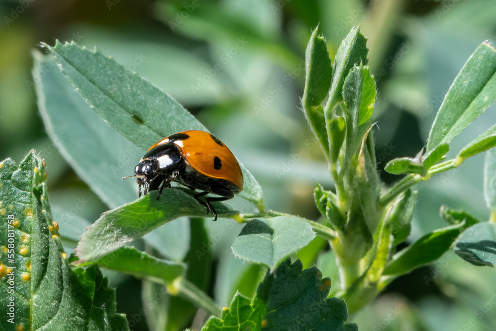 superbe coccinelle posée sur une feuille verte se réchauffant au soleil par une matinée de printemps superbe coccinelle posée sur une feuille verte se réchauffant au soleil par une matinée de printemps