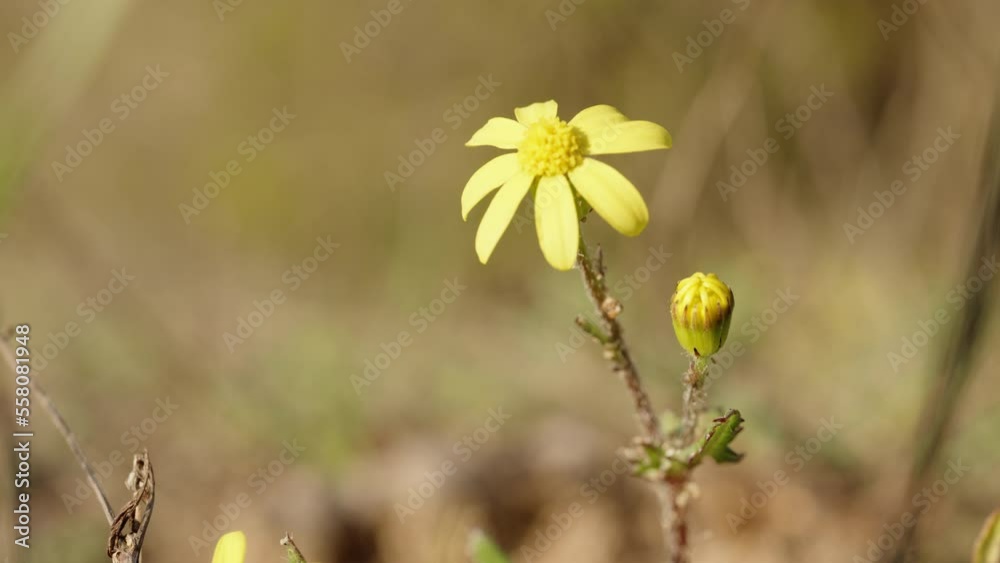 A small Yellow Flower in the Forest and a beetle crawls on it. Sunny Forest. Macro A small Yellow Flower in the Forest and a beetle crawls on it. Sunny Forest. Macro