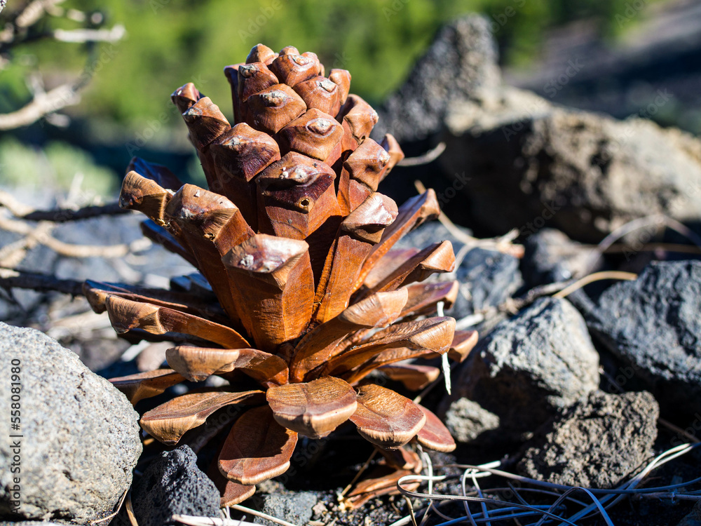 A light brown pine cone lies on lava stones in the forest. In the background are green plants. The pine cone is illuminated by the sun A light brown pine cone lies on lava stones in the forest. In the background are green plants. The pine cone is illuminated by the sun