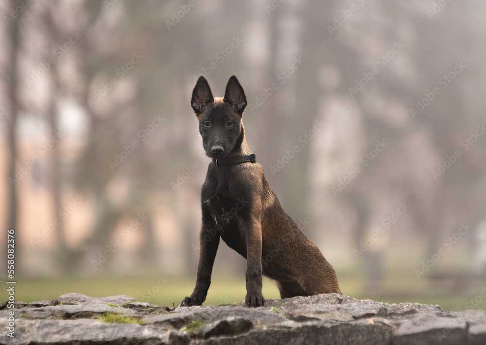 Puppy Belgian Shepherd (Malinois) Puppy Belgian Shepherd (Malinois)