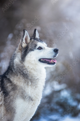 siberian husky in the snow © Keit