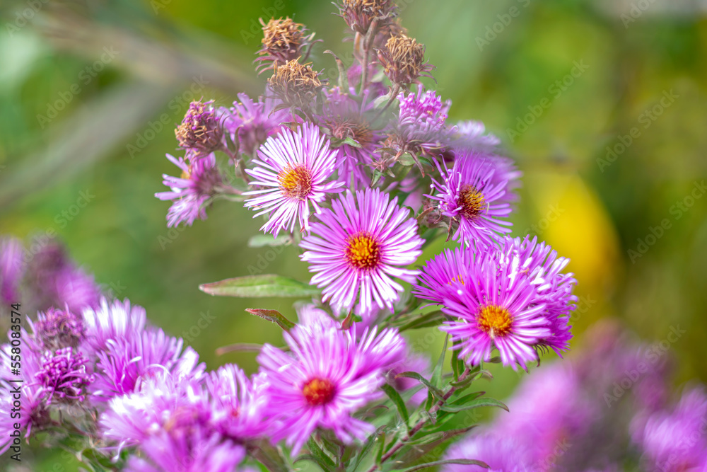 Asters are flowers that fit well into any garden. Asters are flowers that fit well into any garden.