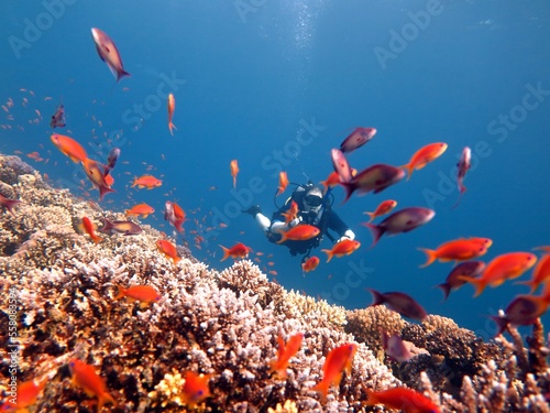 Red Sea fish and coral reef