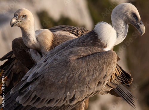 Griffon Vultures in Gorges du Verdon  France