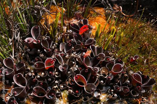 Plants of Heliamphora pulchella, carnivorous pitcher plant in natural habitat, Amuri Tepui, Venezuela photo