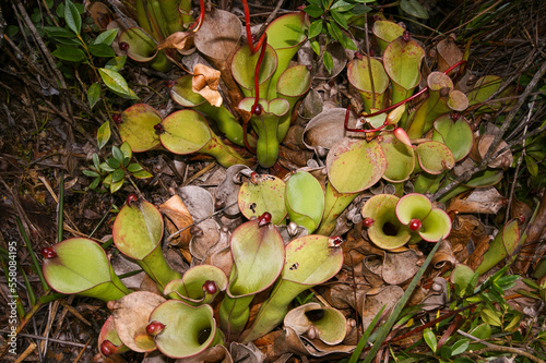 Heliamphora uncinata, carnivorous pitcher plant species endemic to the Chimanta Massif, large plant with multiple pitchers, Venezuela photo