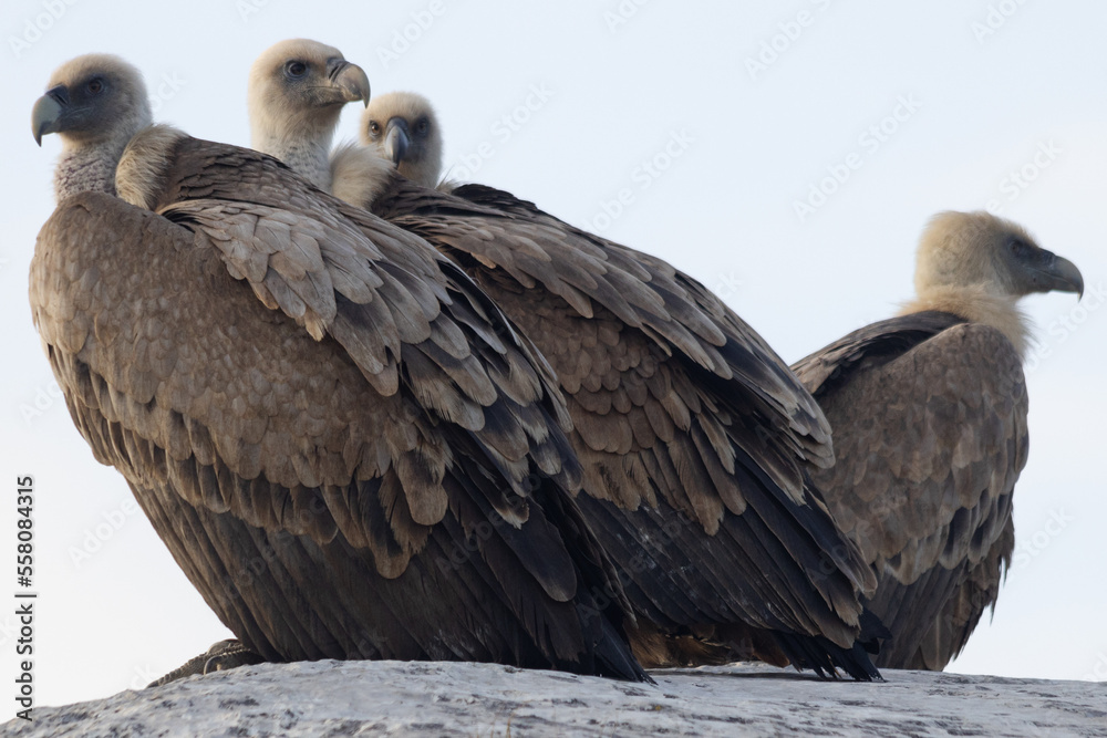 Griffon Vultures in Gorges du Verdon, France Griffon Vultures in Gorges du Verdon, France