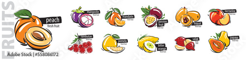 Vector set of painted all fruits on a white background