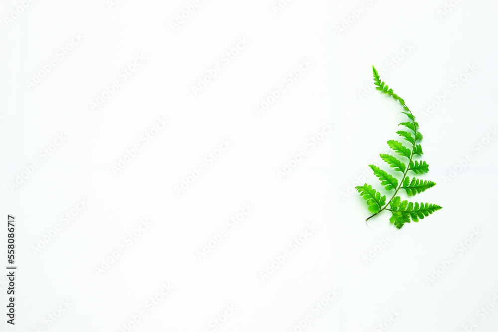 Minimalistic background with plants. Japanese painted fern (Anisocampium niponicum), Green branches and leaves on a white background. Flat lay. Left Copy Space