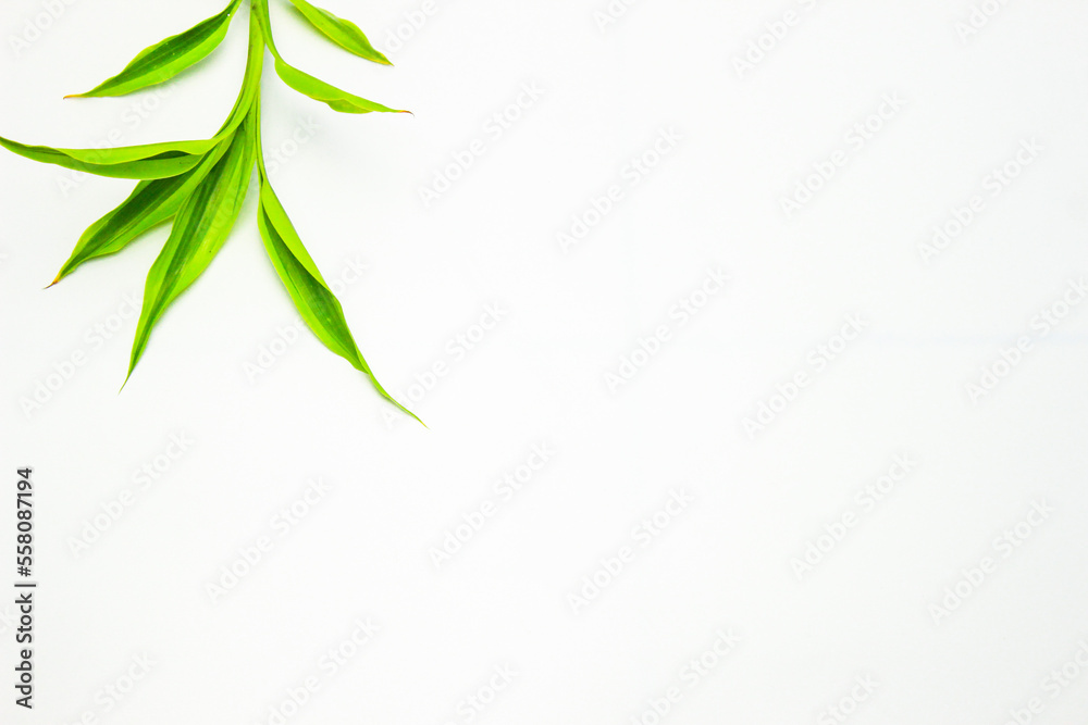 Green plant frame on a white background. Song of India (Dracaena reflexa). Modern minimalistic mockup. Flat Lay