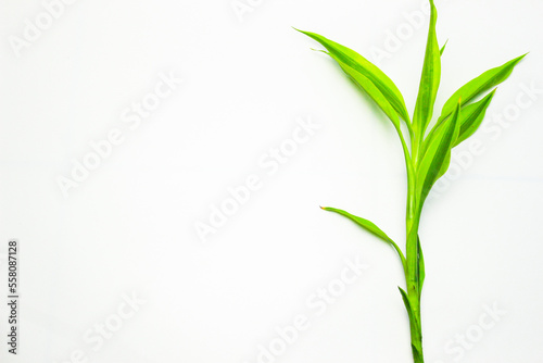 Green plant frame on a white background. Song of India  Dracaena reflexa . Modern minimalistic mockup. Flat Lay. Left Copy Space