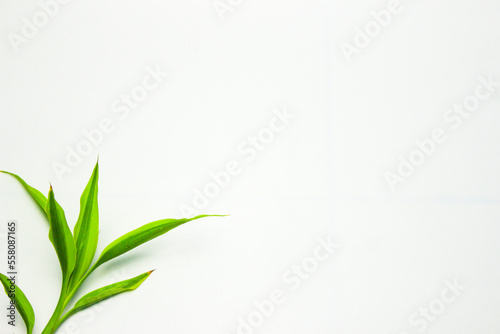 Green plant frame on a white background. Song of India  Dracaena reflexa . Modern minimalistic mockup. Flat Lay. Right copy space