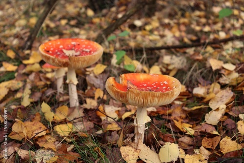 fly mushrooms in autumn forest