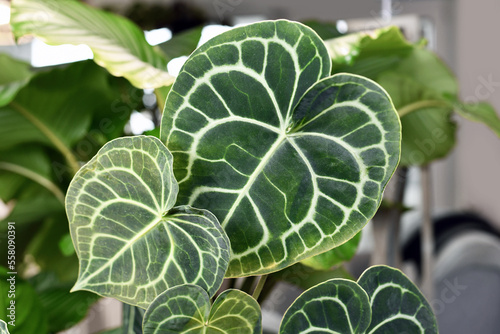 Obraz na plátně Beautiful leaves with white lace pattern veins of exotic 'Anthurium Clarinervium