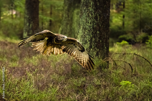 Bird of prey flying in The Bohemian Moravian Highlands.