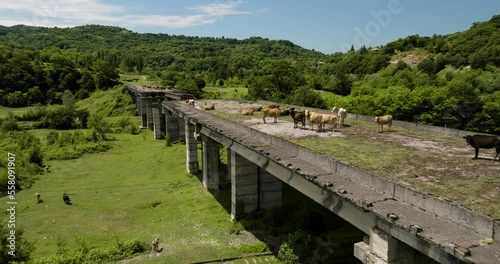 Wallpaper Mural Cows relaxing on decaying unfinished bridge in georgian countryside. Torontodigital.ca