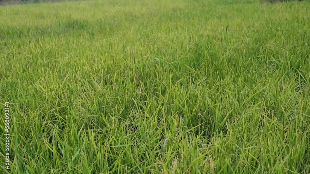 High angle zoom in shot of paddy field grass, India High angle zoom in shot of paddy field grass, India