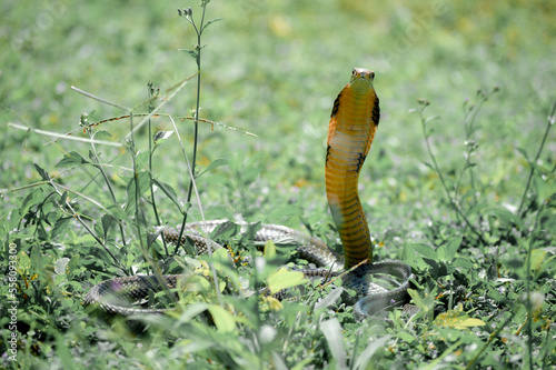 The King Cobra, also known as the Ular Tedung Selar, Ngu Chong-ang, is the only species from the genus Ophiophagus found, in Indonesia, Myanmar, Thailand, Cambodia, Laos, Vietnam, Malaysia, Singapore photo