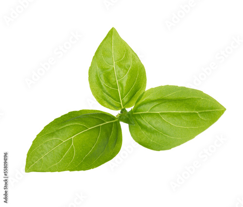 Fresh leaves of Basil isolated on white background.