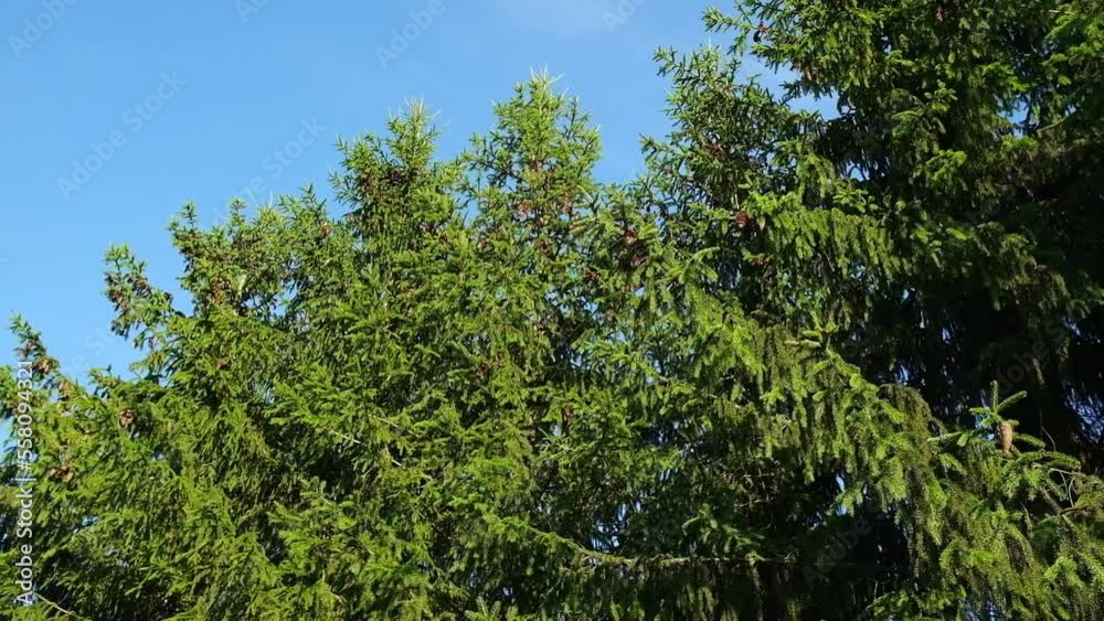 Spruce branches sway in the wind. Christmas tree backdrop. Xmas branches. New Year fir tree. Green nature background. Bright branch of spruce needles in summer forest. Coniferous tree. Beauty nature. Spruce branches sway in the wind. Christmas tree backdrop. Xmas branches. New Year fir tree. Green nature background. Bright branch of spruce needles in summer forest. Coniferous tree. Beauty nature.