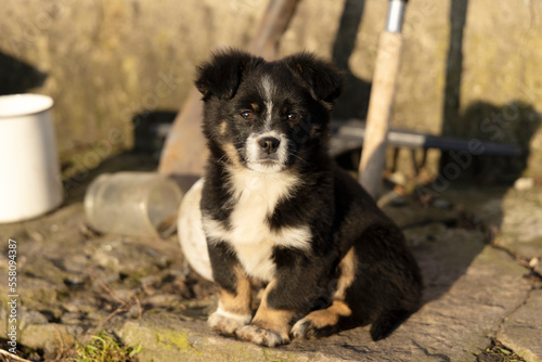 A small black and white puppy sits in the yard in the village and looks at the camera.