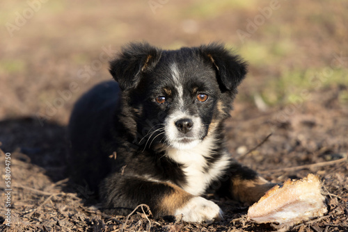 A small black and white puppy lies on the ground and looks into the camera.