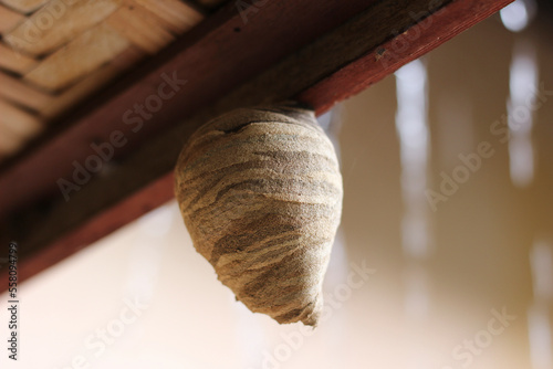 close-up, selective focus Vespa affinis nest under the roof photo