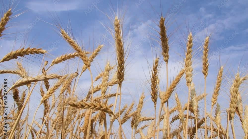 Yellow agriculture field with ripe wheat and blue sky with clouds over it. Field of Southern Ukraine with a harvest Yellow agriculture field with ripe wheat and blue sky with clouds over it. Field of Southern Ukraine with a harvest