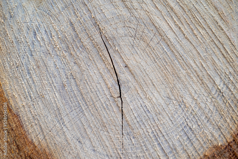 Close-up texture photography of wood. Cut tree trunk.Annual rings on a cut tree close-up.Wooden heart for decoration.Wood background.Wood front view. Natural wood background.Tree trunk cross section Close-up texture photography of wood. Cut tree trunk.Annual rings on a cut tree close-up.Wooden heart for decoration.Wood background.Wood front view. Natural wood background.Tree trunk cross section