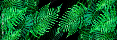 banner natural background fern leaf on black background tropical leaves