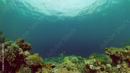 Wallpaper Mural Colourful tropical coral reef. Scene reef. Seascape under water. Philippines. Torontodigital.ca