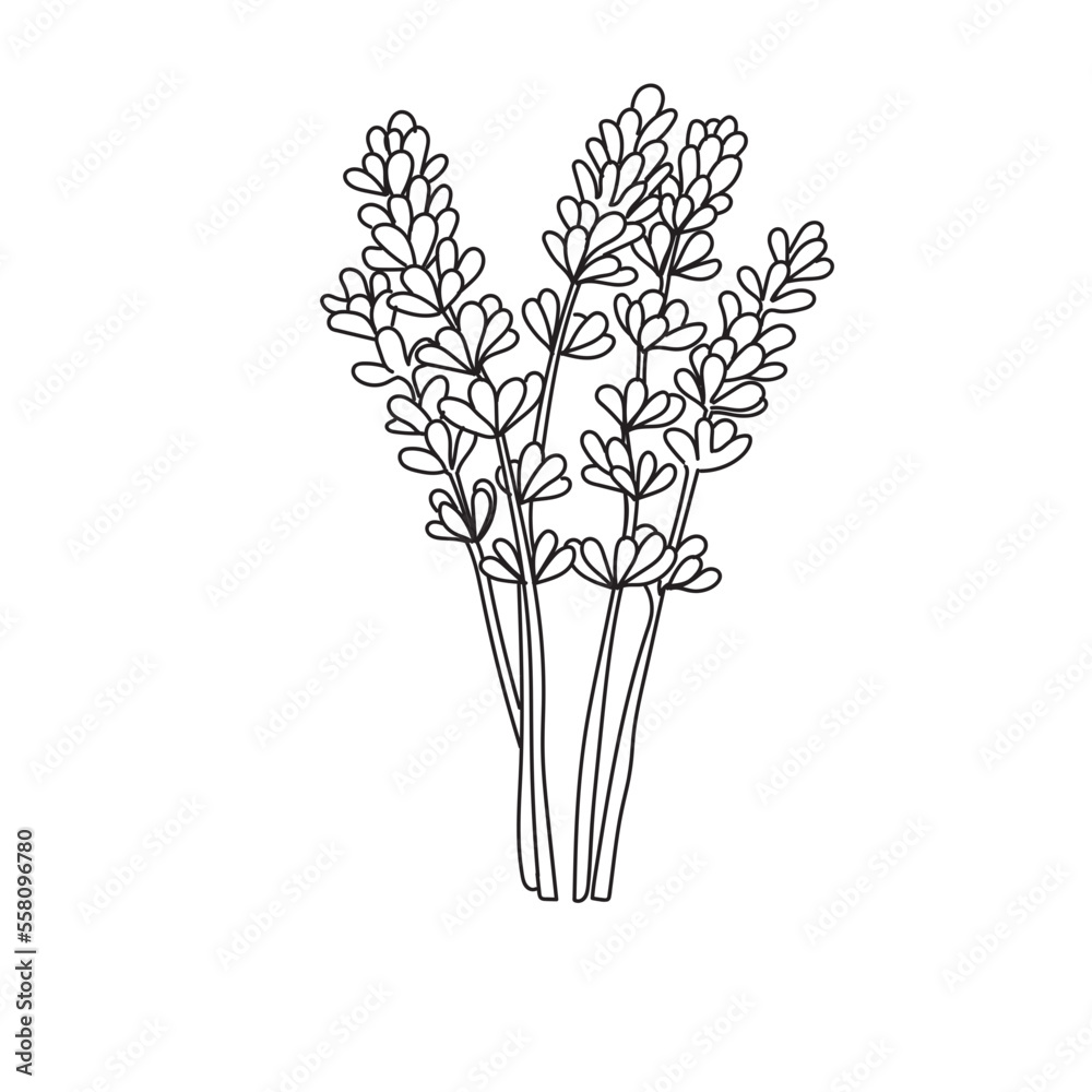 Flower Outline Lavender flower Flower Outline Lavender flower