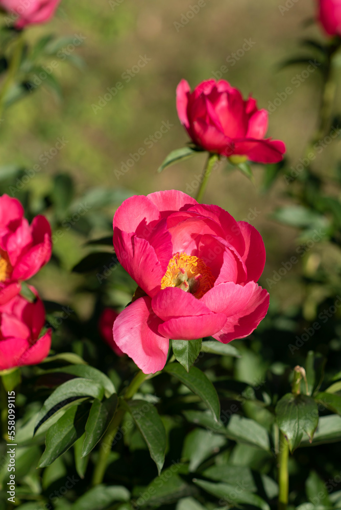 Blooming red pink peony flower with green leaves and stems in warm sunlight