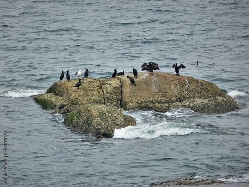 Galicia, aves en las rocas