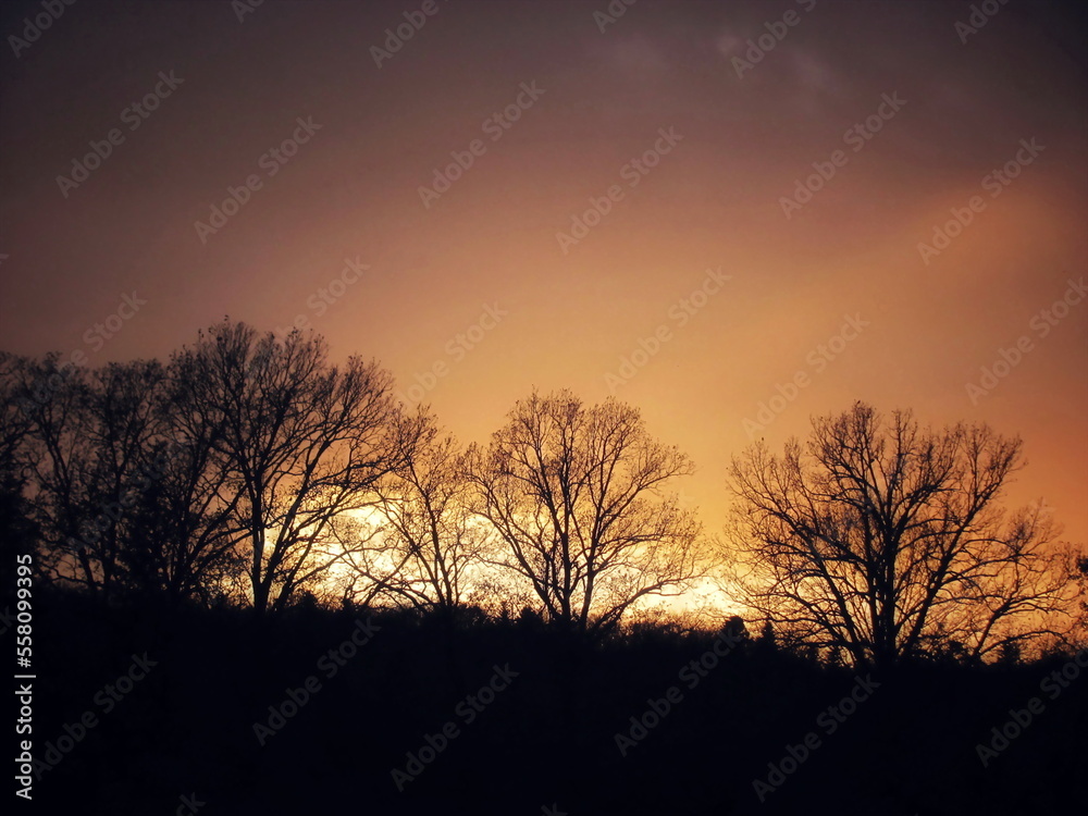 Beautiful silhouettes of trees in the evening sky during sunset
